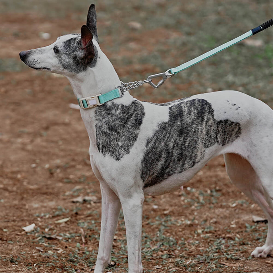Chain Reaction Anti-Pull Martingale Dog Training Collar
